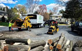 Best Arborist Consultation Services  in Moline, IL