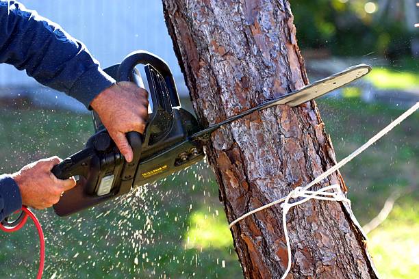 How Our Tree Care Process Works  in  Moline, IL