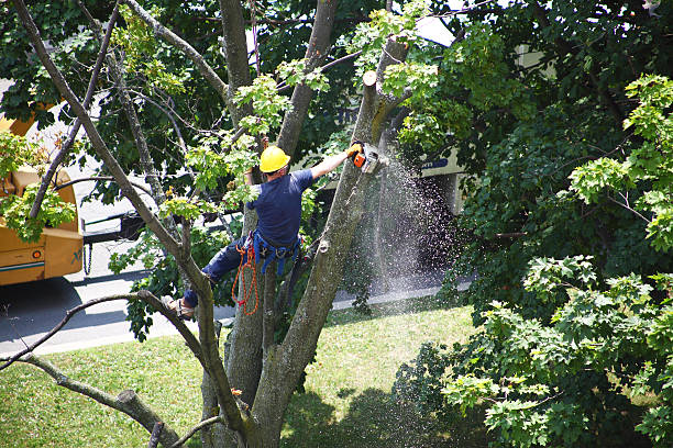 Best Palm Tree Trimming  in Moline, IL